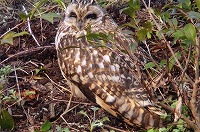 �ʐ^�F�R�~�~�Y�N