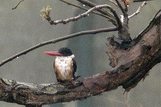 �ʐ^�F���}�V���E�r��