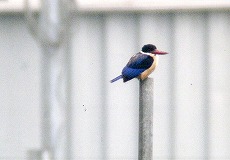 �ʐ^�F���}�V���E�r��