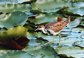 �ʐ^�F�����J�N