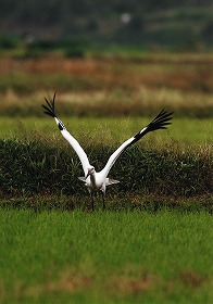 �ʐ^�F�R�E�m�g��