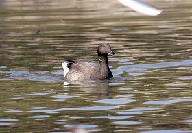 �ʐ^�F�R�N�K��