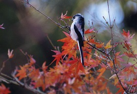 �ʐ^�F�G�i�K