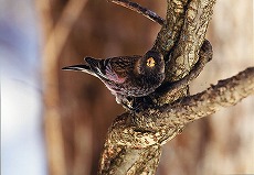 �ʐ^�F�n�M�}�V�R