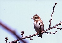 �ʐ^�F�J�V���_�J