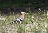 �ʐ^�F���c�K�V��