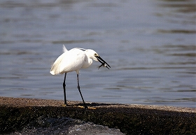 �ʐ^�F�R�T�M